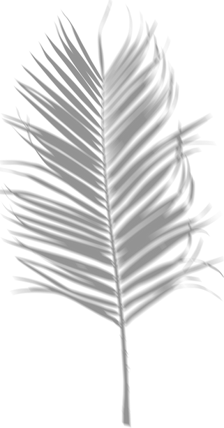 Blurred Messy Palm Shadow